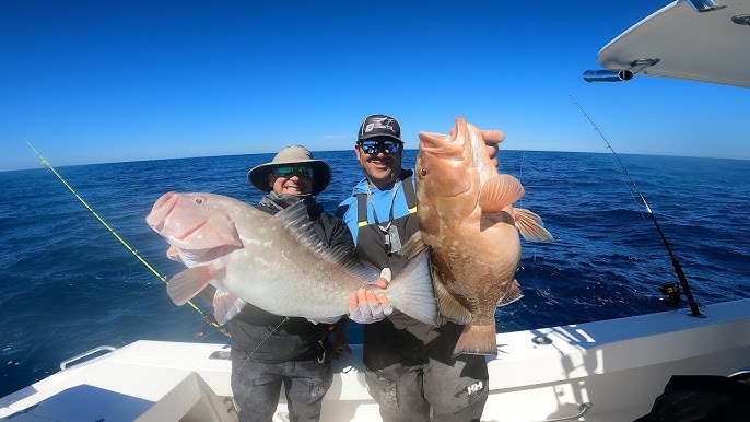 Florida Red Grouper Fishing Regulations for 2024! + How to Find & Catch Red  Grouper 