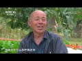 《远方的家》 20230522 天下黄河（41） 什川：黄河怀抱中的家园|CCTV中文国际