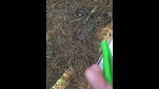 Saffron Milk Cap Finding