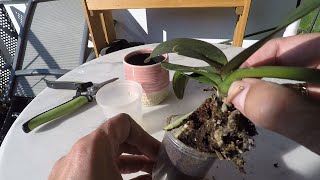 Orchid Resurrection Timelapse