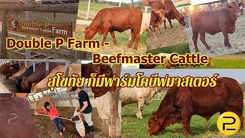 Double P Farm - Beefmaster Cattle ฟาร์มโคเนื้อบีฟมาสเตอร์ อ.ศรีสัชนาลัย สุโขทัย