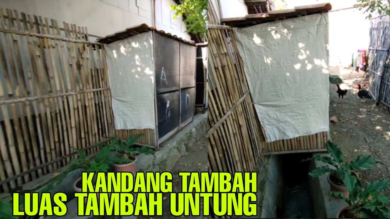 Ternak ayam di lahan sempit | memanfaatkan tempat yang ada 