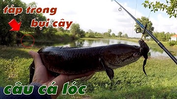 Câu Lure Cá Lóc ✅ Câu Cá Lóc Sau Cơn Bão Trúng Ngày Cá Ăn Mạnh | Tâm Râu Vlog #264