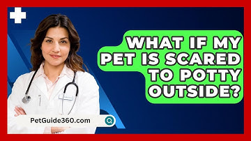 What If My Pet Is Scared To Potty Outside? - PetGuide360.com