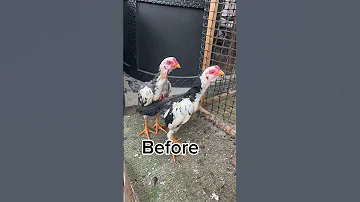 After 9 Months Aseelmurga Myfarmupdateaseel Allpetstv Allpetloversaseel Chicken Birds 