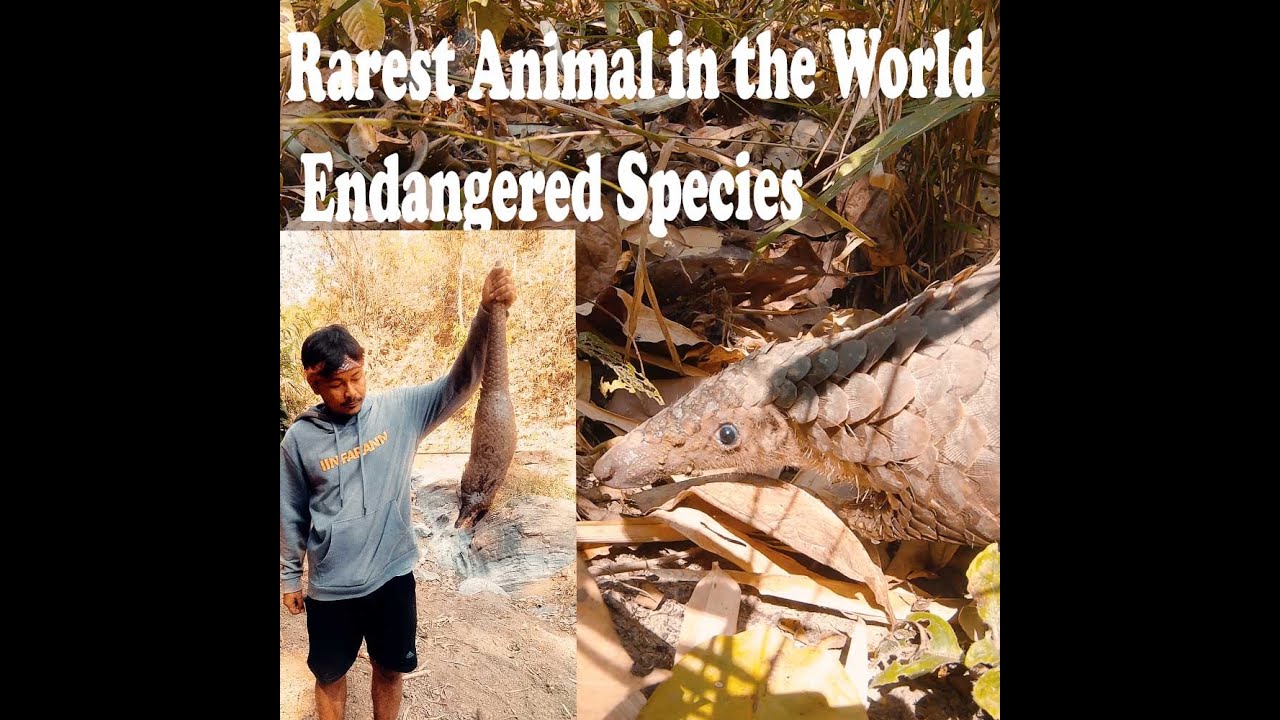 This is the most rarest animal in the World - Endangered Species - YouTube