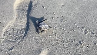 Loggerhead Sea Turtle Hatchling