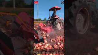 Onion Harvester Machine for Fast Harvesting and Clean Results#tool