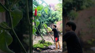 Video creative  ideas photography harvest chilies!!  #creative #photography  #ideas