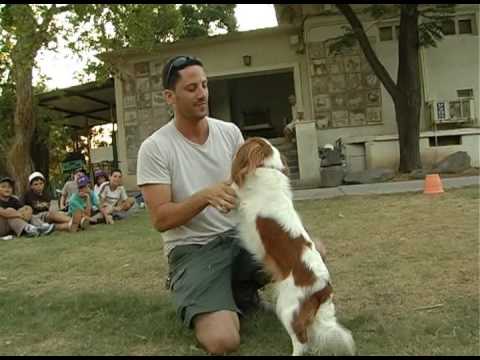 וִידֵאוֹ: כלב שדה ספנייל גזע היפואלרגני, בריאות וחיי חיים