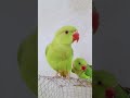 ऐसे भोले बन के हैं बैठे magic parrot 🦜 #birds #talkingparot #parrot #cute 🦜