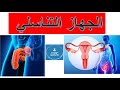 الجهاز التناسلي 