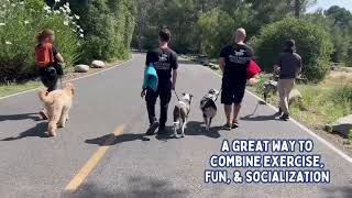 Wags & Wiggles Pack Walk