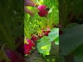 village farm with the best cherry radish harvest from small fields #shorts