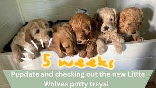 Unboxing the Little Wolves potty trays and 5 week Pupdate! ;)