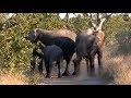 Pt 1 Safari Live's Sunset Safari Drive at 3:00 PM on May 06, 2018