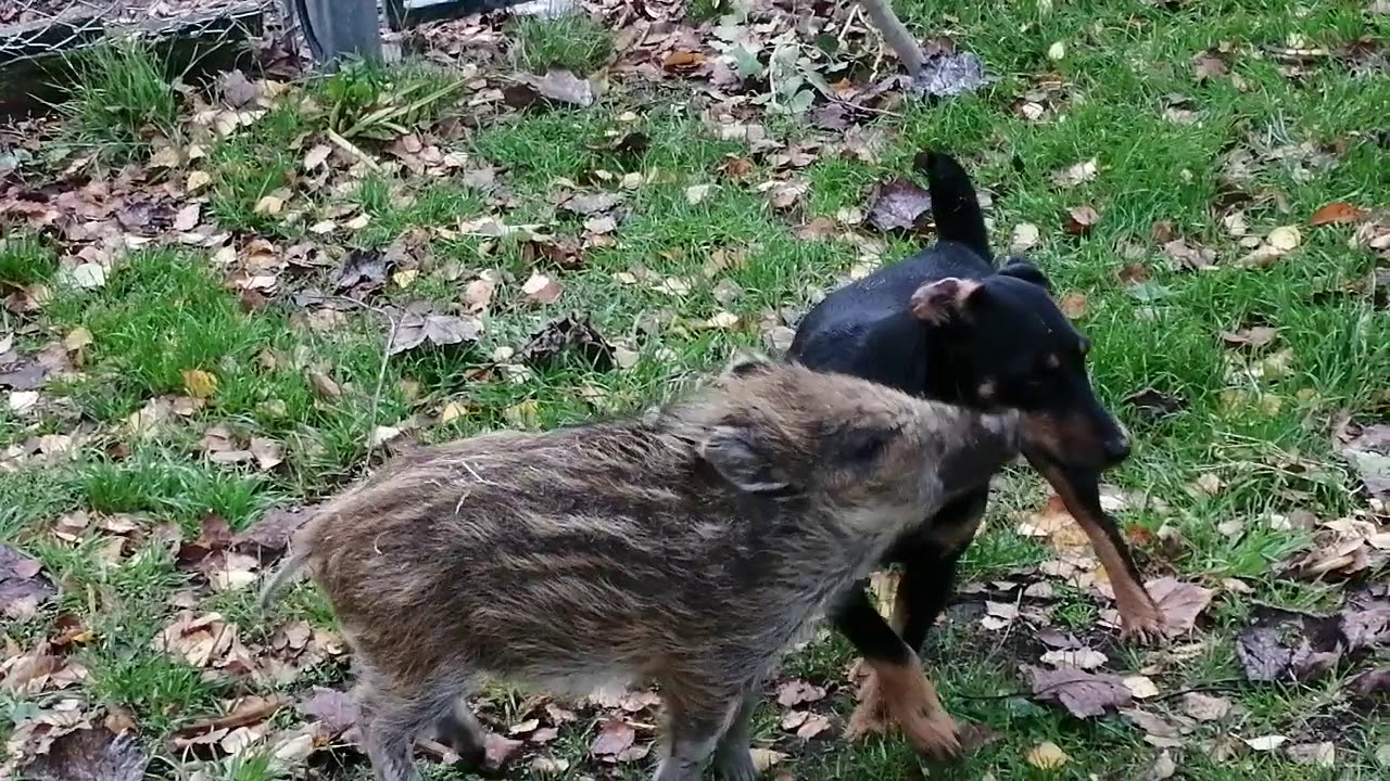 Hund mit Schwein YouTube