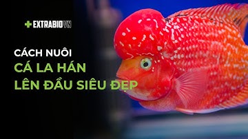 CÁ CHUYỆN | CÁCH NUÔI CÁ LA HÁN LÊN ĐẦU SIÊU ĐẸP