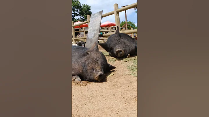 Pig noises #shorts #piggy #pig  #asmr #asmrsounds #educationalvideoforchildren #learning #noise