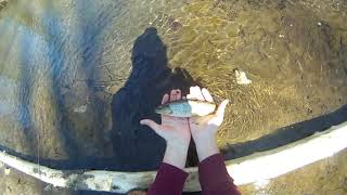 Fishing New Jersey Wild Brown Trout Stream