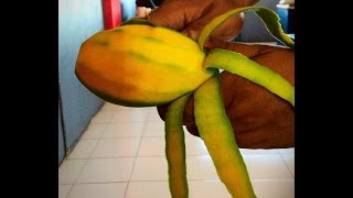 Mangga Ubi