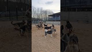 Работаем над агрессией Айрис.#американскаяакита #кинологминск #кинолог #агрессия