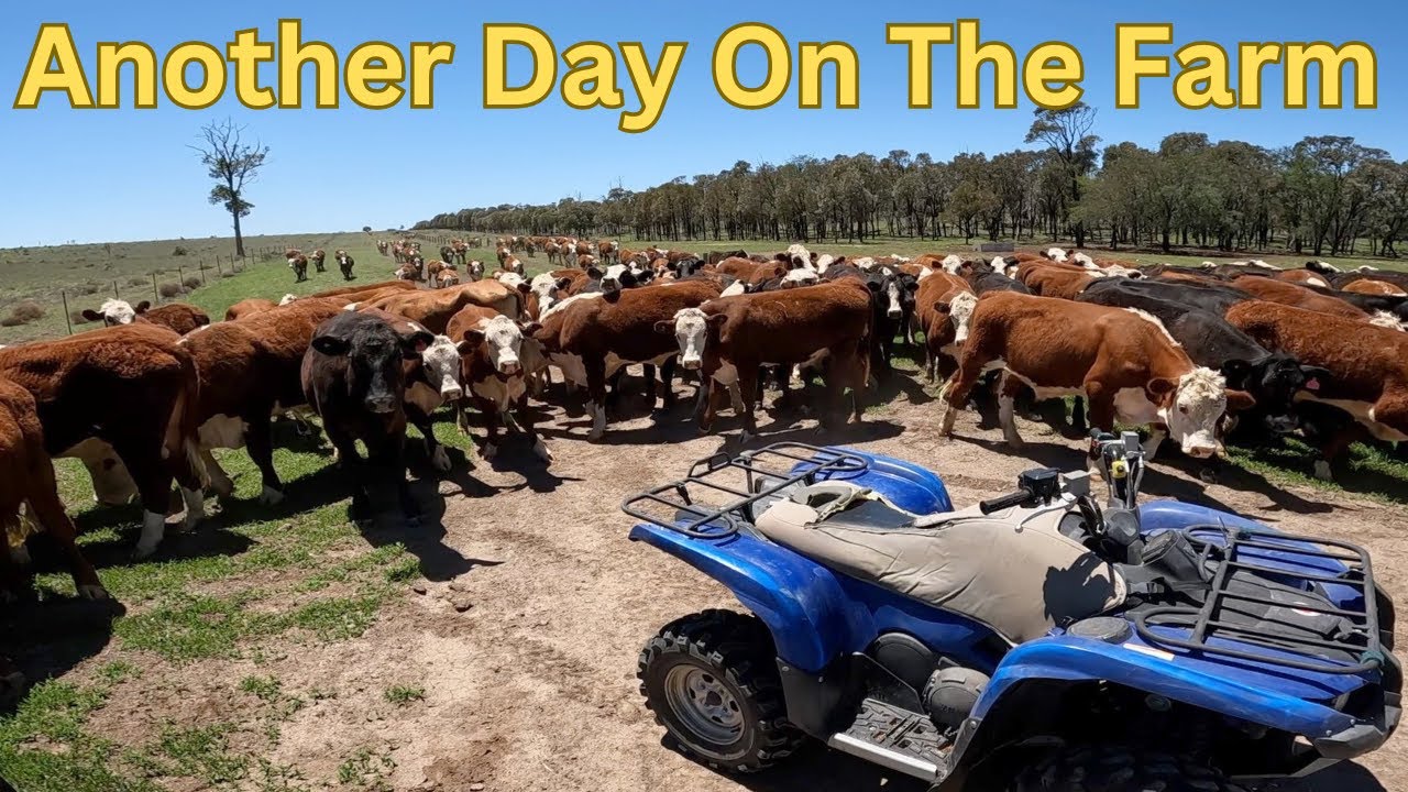 Mustering And Fly Tagging Cattle - YouTube
