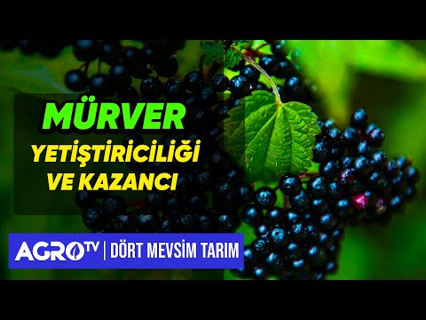 Video: Mürver Budama İpuçları - Mürverleri Ne Zaman ve Nasıl Budamalı