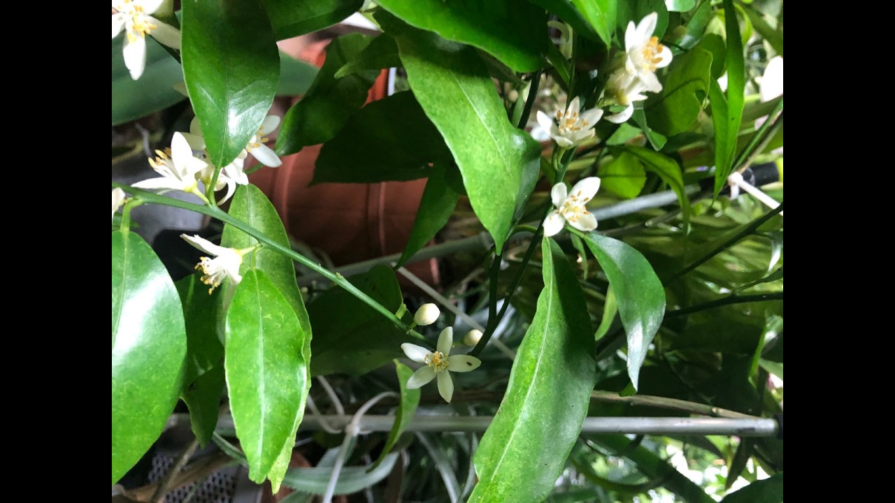 🍊🥭Обзор зимнего сада с экзотическими и цитрусовыми растениями 21.02.26🥭🍊