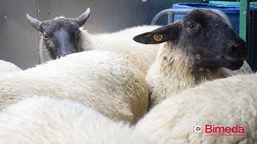 A day in the life of a mobile plunge sheep dipper