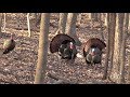 Turkey Hunting Wisconsin "First Season"