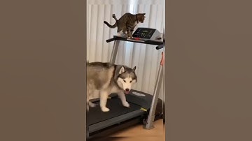 A cat teases a dog on a treadmill 🤣🤣🤣 #trending #cat #pets #adorably #funny #animals #dog