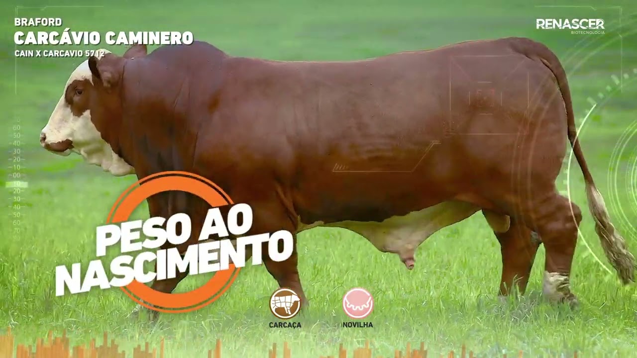 Carcávio Caminero – Reprodutor Braford Dupla Marca | Renascer Biotecnologia