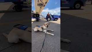 The goodest boy doing the best job training to become an amazing guide dog! #seguidedogs