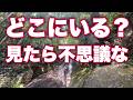 ※ボーッと見るだけ【予兆】不思議なシンクロが続く。何かいいことが起こりそう【44/100 5.16】