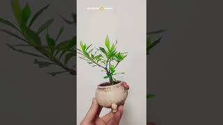 Small Gardenia tree bonsai #bonsai #bonsaitree #bonsaiart