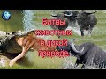 Битвы животных в дикой природе.