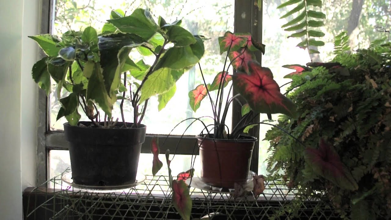 Cuidados Y Cultivo De La Cola De Burro Planta Suculenta