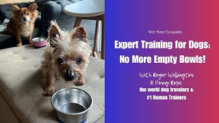 Expert Training for Dogs: No More Empty Bowls! A Paw-by-Paw Guide #dogtraining #yorkie #dogs by Wet Nose Escapades  22 views 4 days ago 1 minute, 11 seconds