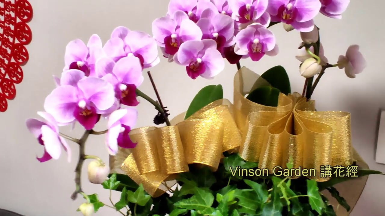 蝴蝶蘭花 組盆1分鐘完成拆解分享 蝴蝶蘭  【Vinson Garden 講花經】插年花