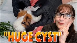 Guinea pig large head cyst removal by Cavy Central Guinea Pig Rescue with Lyn 127,955 views 1 year ago 8 minutes, 51 seconds