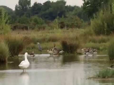 Aigrette garzette à la pêche,domaine des oiseaux Mazères