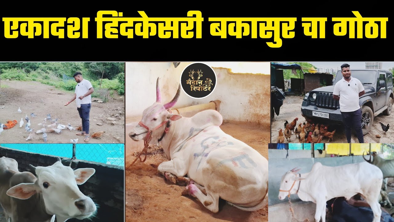 पुन्हा एकदा..! एकादश हिंदकेसरी बकासुरचा गोठा | bakasur mulakhat| मोहिल धुमाळ  | mohil dhumal mulashi