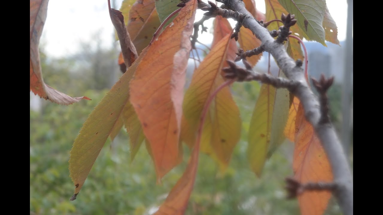 ЗИМА - Сад, подготовка, что делать с садом зимой