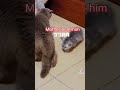 Mama gata defiende a su bebé de otro gato que le pega 🐈