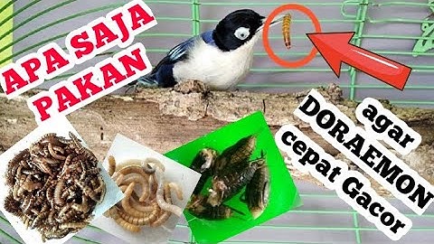 MAKANAN BURUNG RAMBATAN DORAEMON AGAR RAMBATAN DORAEMON CEPAT GACOR
