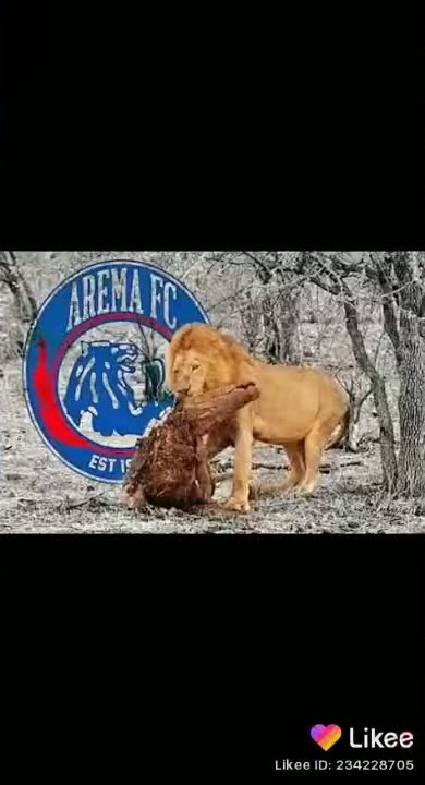 BAGAIKAN LANGIT DI SORE HARI VERSI AREMA FC