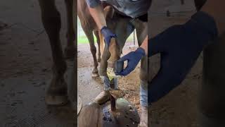 Help A Foundered Horse