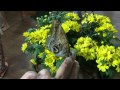 Butterfly garden dubai i