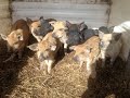 Some Farrowing and pig feed tips - Mangalitsa Pigs on the homestead farm